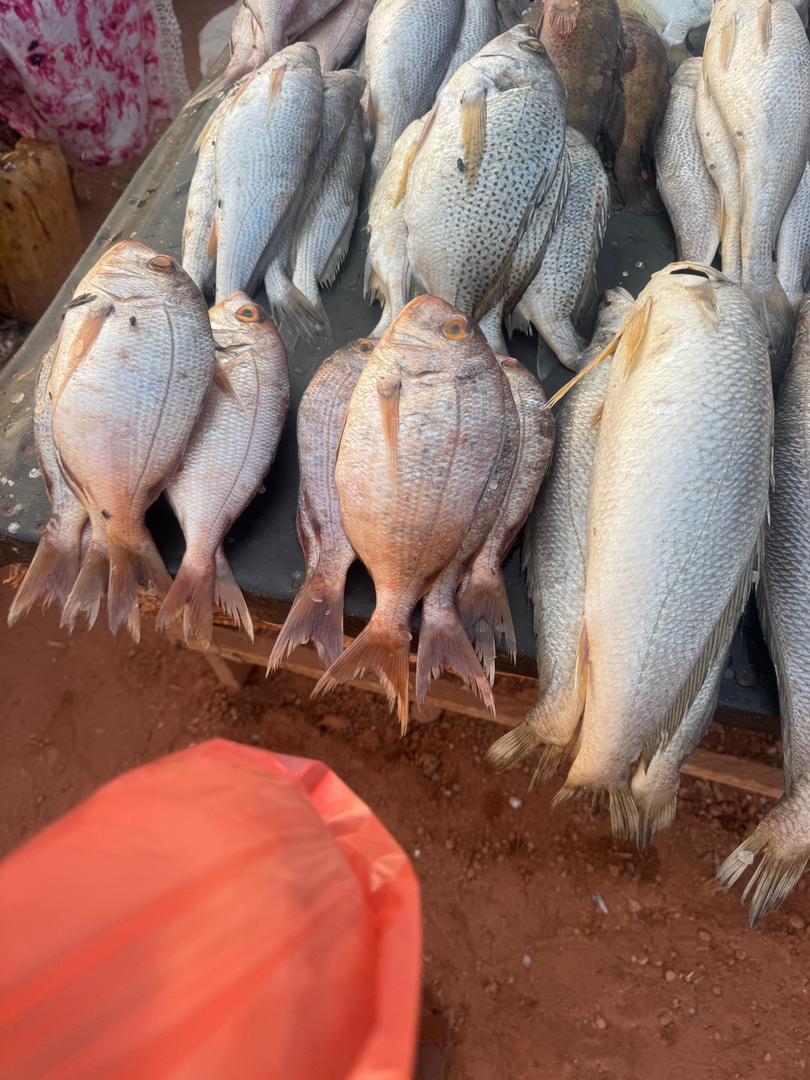 IN THE GAMBIA 4 FISHES COST 1000 DALASIS !